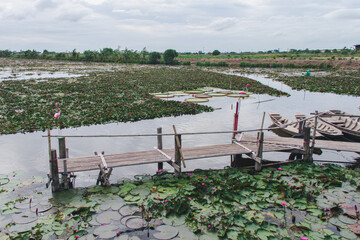 Pier in the lotus pond