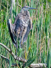 A Wet Great Blue Heron Sitting in Grass Buddha Pose