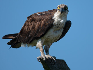 Osprey Looking Directly at Camera