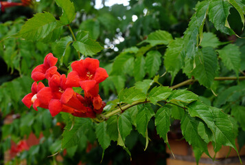 creeper trumpet bush with red flowers