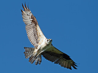 Osprey in Flight Looking Straight at Camera