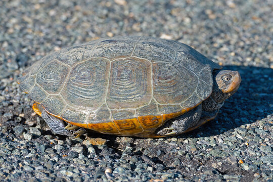 A Diamondback Terrapin Turtle on the Road