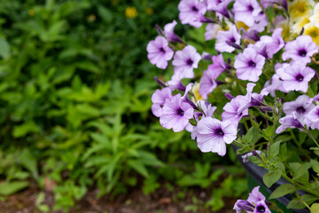 blossoming magenta petunia flowers on green background.Plants for hanging planters. Garden flowers. Flowers in the pot, purple petunia
