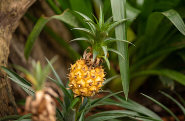 young pineapples grow in the ground