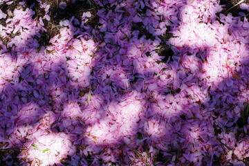 地面に降り積もった桜の花びら