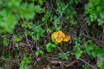 silent hunt in the forest for mushrooms. chanterelle mushroom green Orange moss.chanterelle...