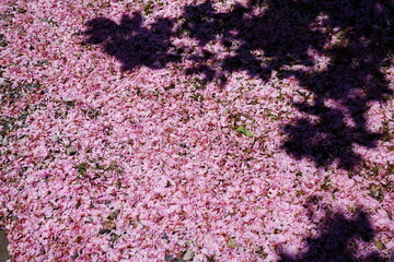 地面に降り積もった桜の花びら