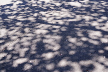 地面いっぱいの木陰