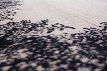 地面いっぱいの木陰