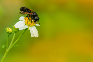 macro photography shot of a bee perched on a white flower with green and orange background.