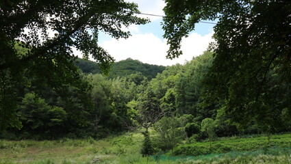 trees in the forest