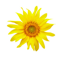 Sunflower isolated on white background.
