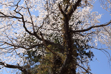 針葉樹と桜