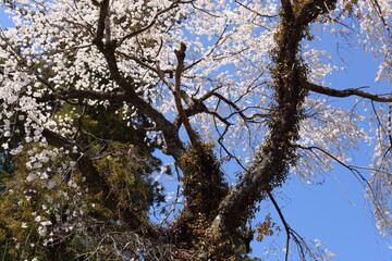 針葉樹と桜