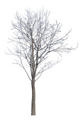 winter high tree with bare dense branches