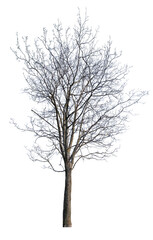 winter high maple with bare dense branches
