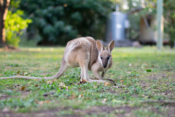 Wallaby on grass