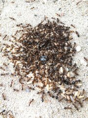 Many of ants with its eggs on the ground