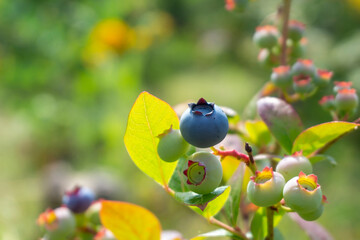 Single ripe blueberry in a cluster on a bush