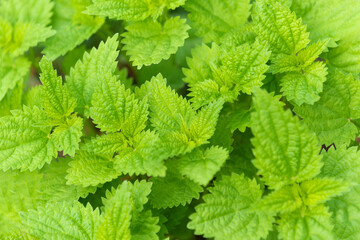 Green wild stinging nettle weeds