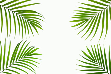  tropical coconut palm leaf isolated on white background, summer background