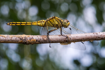 Side View of a Beautiful Yellow Dragonfly Sitting on a Branch