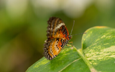 butterfly on leaf