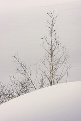 Dry minimal tree and bush in snow field