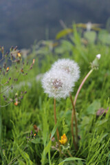 Dandelions among the green grass