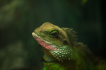 large herbivorous lizard of the iguana family sitting on a branch on a dark green background