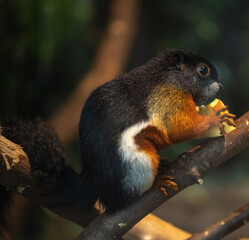 squirrel in the tree