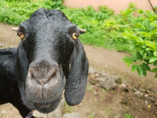 portrait of a goat