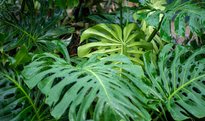 large monstera leaves close up