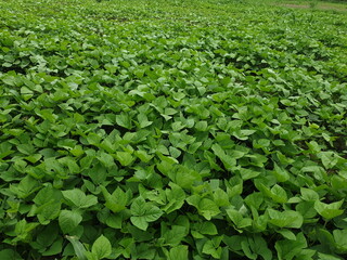 green leaves background