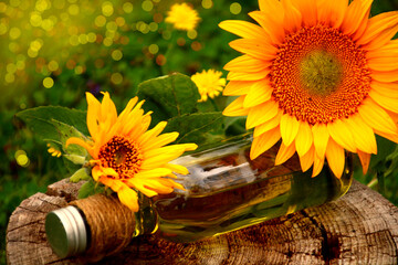 sonnenblumenöl  sonnenblumen