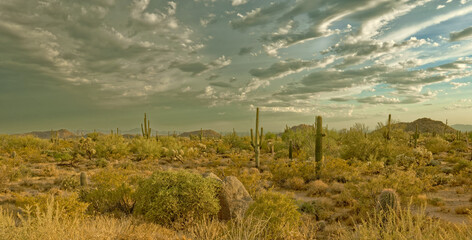 Picturesque Arizona Landscape of Saguaro Cacti, Sky and Mountains