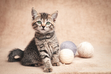 Cute tabby kitten sitting with balls of wool yarn looking at the camera