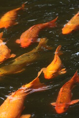 Temple Fish