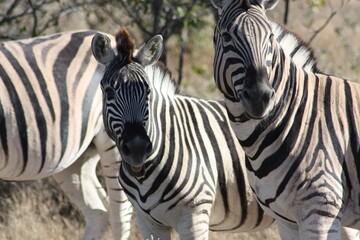 Fototapeta na wymiar Zebra Etosha