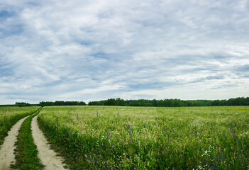 Fototapeta na wymiar Road through green summer field. Summer landscape.