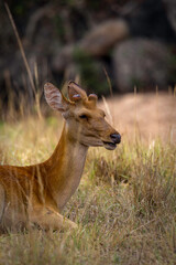 Barasingha - Rucervus duvaucelii  Swamp Deer with New Antler