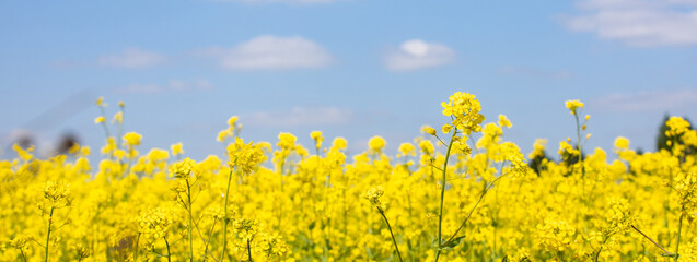 Golden yellow fields of flowers on a summer sunny day