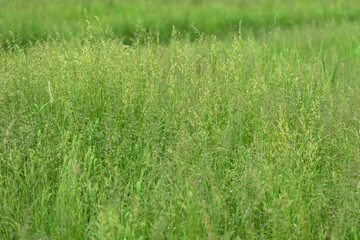 Bright green grass in a summer meadow closeup. Natural background