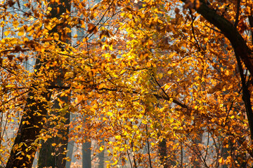 Colorful and foggy autumn forest