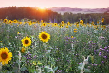 Sunflowers on the field at sunset