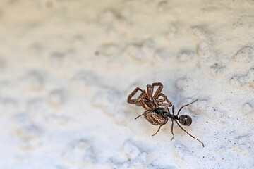 small ant carrying a dead spider