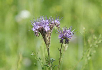 A beautiful Phacelia flower, Phacelia tanacetifolia, growing in a meadow. It is also known as purple or blue Tansy.