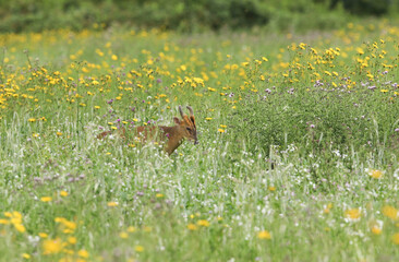 A stunning stag Muntjac Deer, Muntiacus reevesi, feeding in a wildflower meadow in the UK.