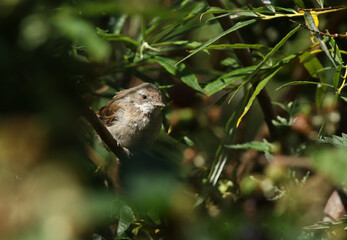 A Whitethroat, Sylvia communis, hunting for insects to eat in a Willow tree.
