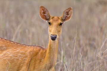 Barasingha - Rucervus duvaucelii  Swamp Deer with New Antler